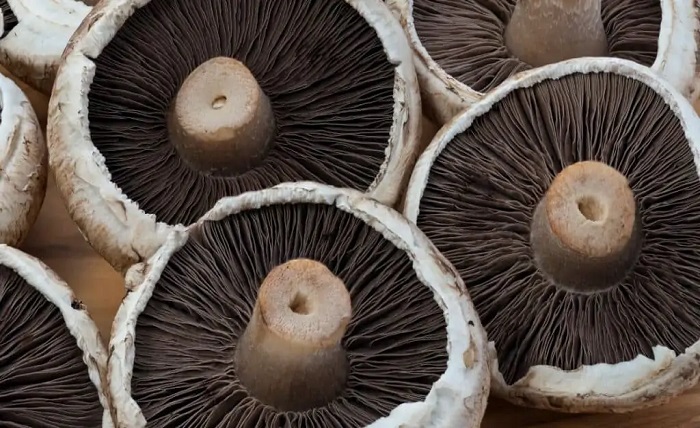 Are Portobello Mushrooms Dangerous?