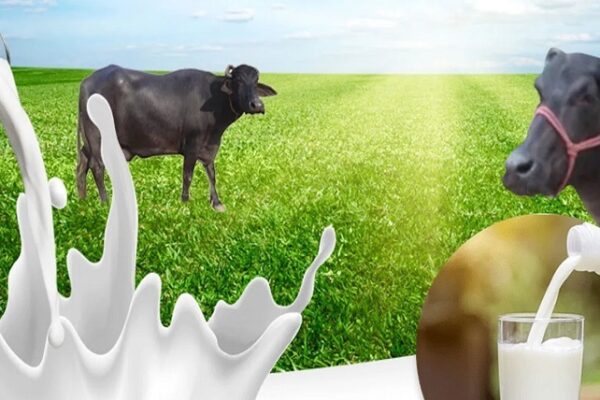 WellHealth Organic Buffalo Milk
